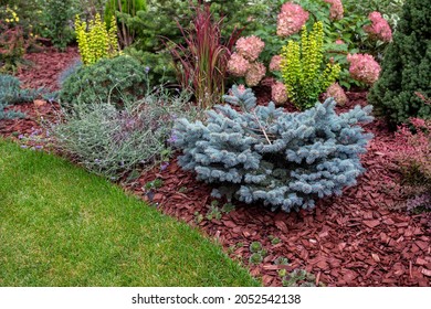 Blue spruce in autumn garden design. Low maintenance garden, designing with conifers.