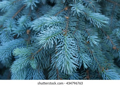 blue spruce background