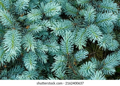 Blue spruce background. Coniferous tree. Nature, Christmas, New Year, seasonal concept.Close-up blue spruce - Powered by Shutterstock