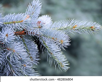 Blue Spruce Branch