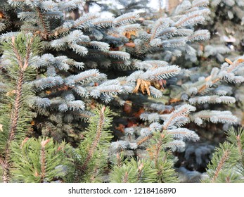 blue spruce closeup