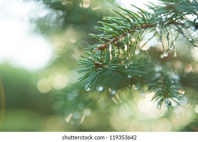Blue Spruce with drops of dew, close up