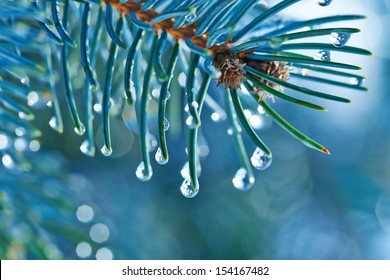 Blue Spruce with drops of water, macro