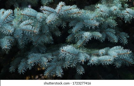 Blue Spruce Fir Firtree Background Stock Photo 1723277416 | Shutterstock