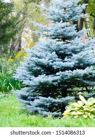 Blue spruce growing in a city park, soft focus
