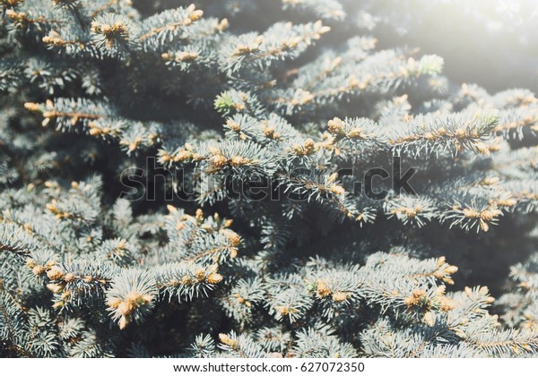 Blue Spruce Landscape Design Decorative Plant Stock Image