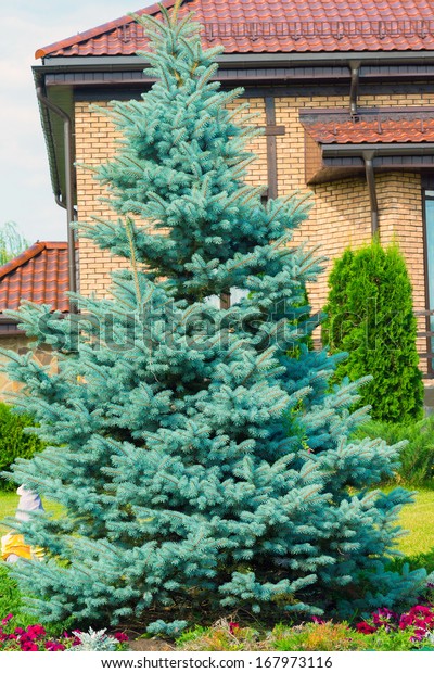 Blue spruce near the\
cottage