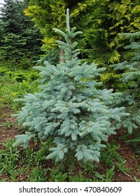 Blue Spruce; Picea; Pungens