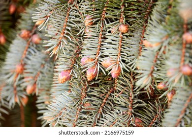 Blue spruce (Picea pungens), also commonly known as green, white spruce, Colorado spruce, or Colorado blue, is spruce tree. It is native to North America.