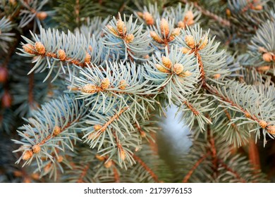 Blue spruce (Picea pungens), also commonly known as green, white, Colorado spruce, or Colorado blue spruce, is spruce tree. It is native to North America.