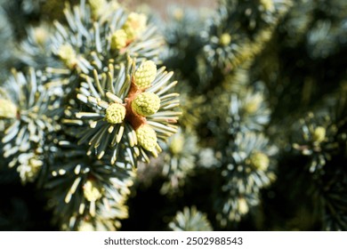 Blue spruce or Picea Pungens known as green spruce Colorado or Colorado blue spruce Prickly spruce young branches spring sprouts of evergreen conifer selected focus close up shot.