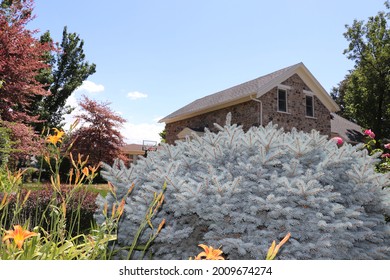 Blue spruce shrub with flowers, trees and an old rock house in the background near Salt Lake City Utah