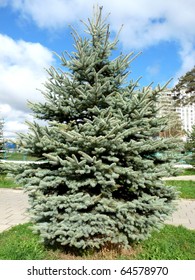 Blue Spruce In Summer