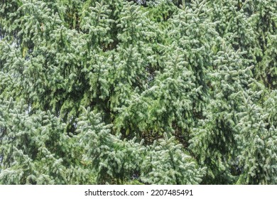 Blue Spruce Tree Branches Background.