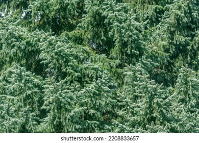 Blue Spruce Tree Branches Background.