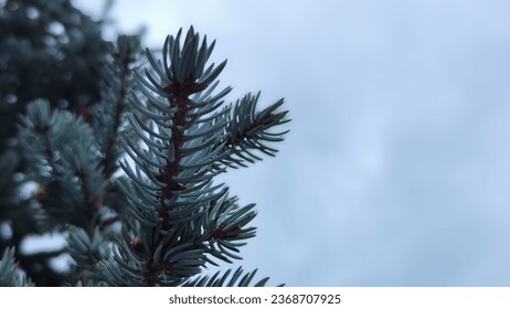 blue spruce tree. branches and leaves. blue sky photo. background image.