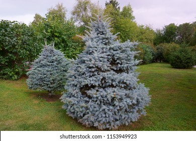 Blue Spruce Tree In The City Park