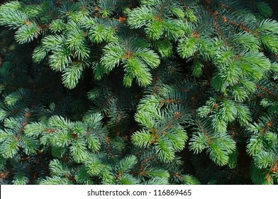 Blue spruce tree close-up. Christmas background