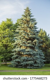 Blue Spruce Tree (Picea Pungens)