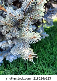 Blue Spruce Tree, Very Common In Turkey 