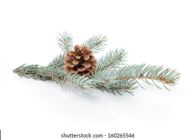 blue spruce twig with cone, isolated on white background