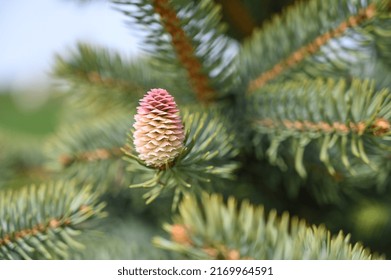 The blue spruce, white spruce ,green spruce  blossom. latin name Picea pungens