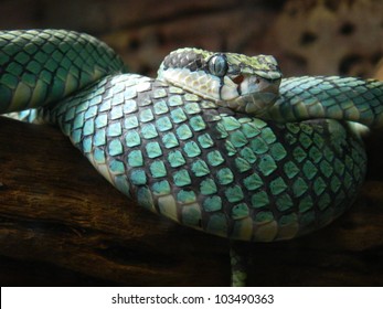 Blue Sri Lanka Pit Viper