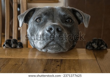 Blue Staffordshire Bull Terrier or Staffy poking her head up on to a wooden table.