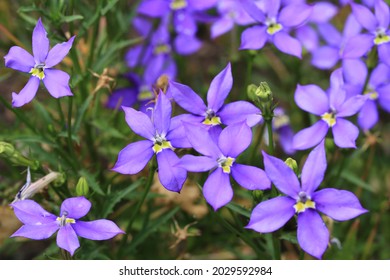 Blue Star Creeper In Sunny August