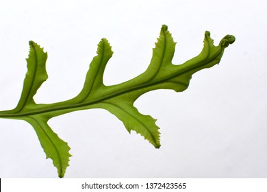 Blue Star Fern Isolated On White Background