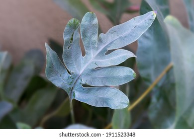 Blue Star Fern (Phlebodium Aureum) House Plant