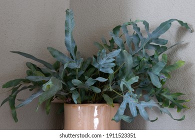 Blue Star Fern (Phlebodium Aureum) House Plant