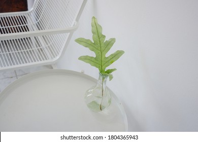 Blue Star Fern In A Vase Placed On The Table.