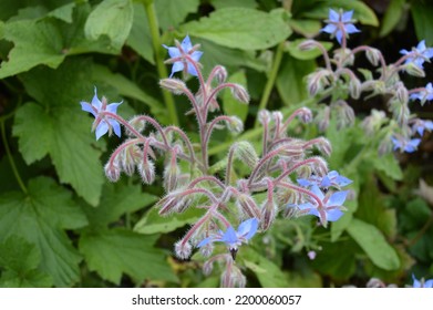 Blue Star Flower In British Garden