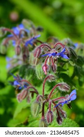 Blue Star Flower In The Garden. Stock Image