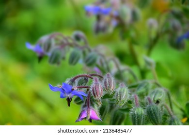 Blue Star Flower In The Garden. Stock Image