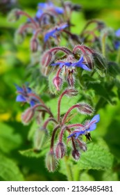 Blue Star Flower In The Garden. Stock Image