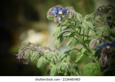 Blue Star Flower In The Garden. Stock Image