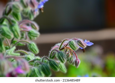 Blue Star Flower In The Garden. Stock Image