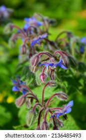 Blue Star Flower In The Garden. Stock Image