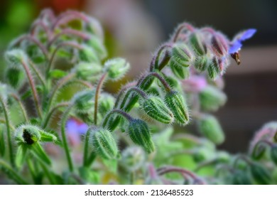 Blue Star Flower In The Garden. Stock Image