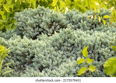 Blue Star Juniper Plant, Himalayan juniper. Needled evergreen shrub with silvery-blue, densely-packed foliage in the summer garden. Selective focus
