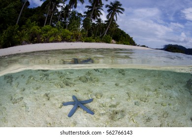 A Blue Starfish Lies Near A Remote Island In Raja Ampat, Indonesia. This Region Is Known For Its Incredible Marine Biodiversity And Excellent Diving And Snorkeling.