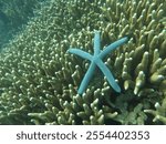 Blue Starfish Resting Gracefully on a Vibrant Coral Ree