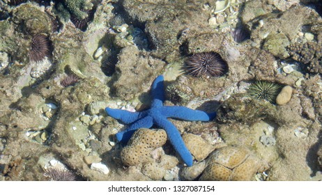 blue starfish under crystal clear water