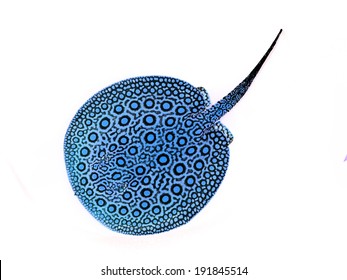 Blue Stingray Isolated On White Background