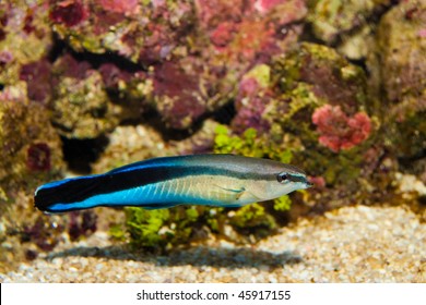 Blue Streak Cleaner Wrasse In Aquarium