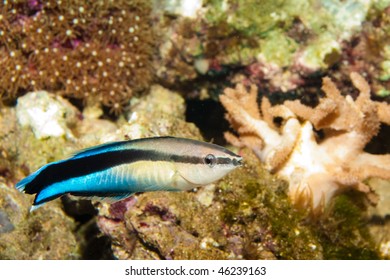 Blue Streak Cleaner Wrasse Fish  In Aquarium