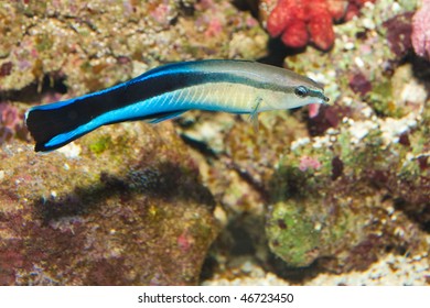 Blue Streak Cleaner Wrasse In Saltwater Aquarium