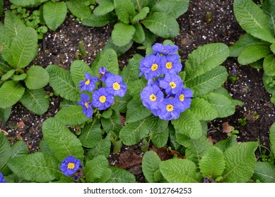 Blue Streptocarpus Listy - Shutterstock ID 1012764253